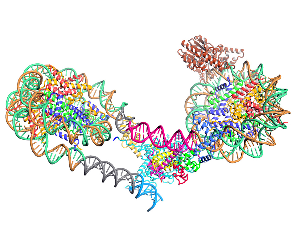 Enlarged view:  ISW 1a / Dinucleosome model