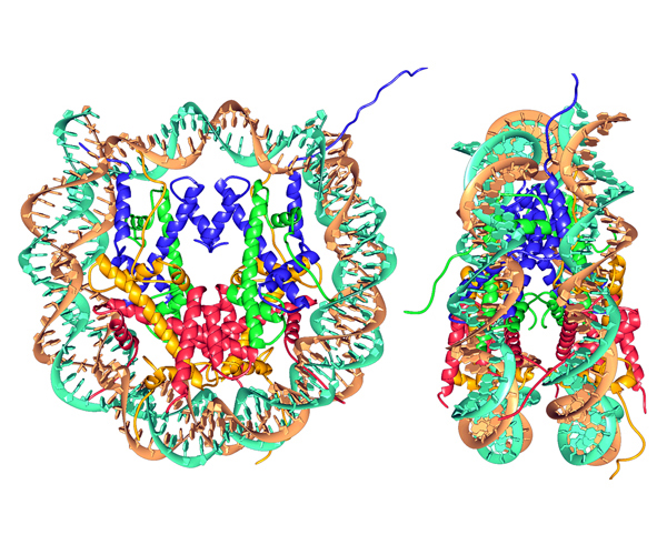 Enlarged view:  Nucleosome Core Particle