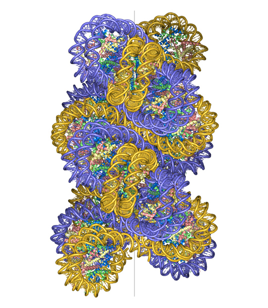 Enlarged view: Chromatin Fiber model